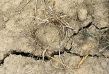 Untitled Design 2026 10 20T200009.254 desertification land degradation
