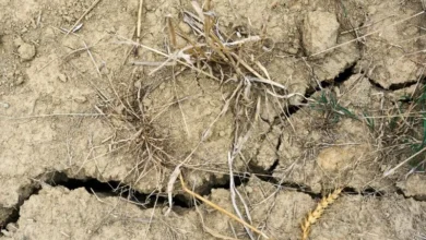 Untitled Design 2026 10 20T200009.254 desertification land degradation