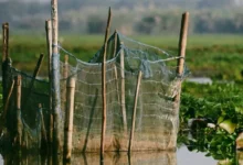 Untitled Design 2026 10 21T155031.737 shrimp farming mangroves