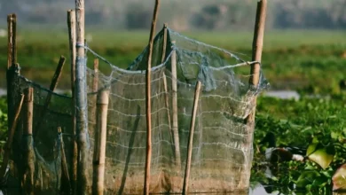 Untitled Design 2026 10 21T155031.737 shrimp farming mangroves