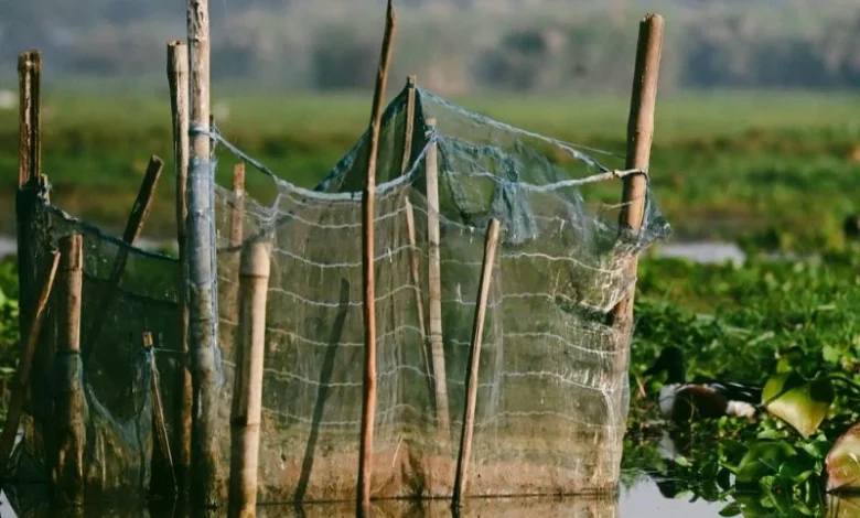 shrimp farming mangroves