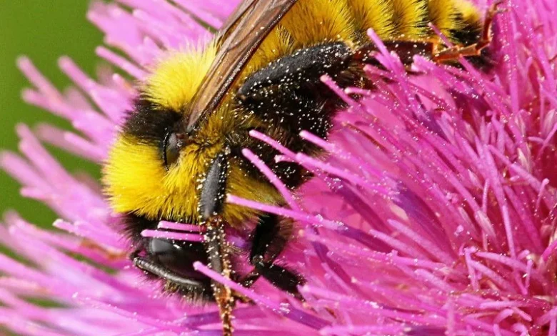 Untitled Design 2026 10 21T160031.324 pollinator decline