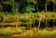 Untitled Design 2026 10 21T163323.874 wetlands loss