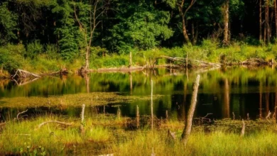 Untitled Design 2026 10 21T163323.874 wetlands loss