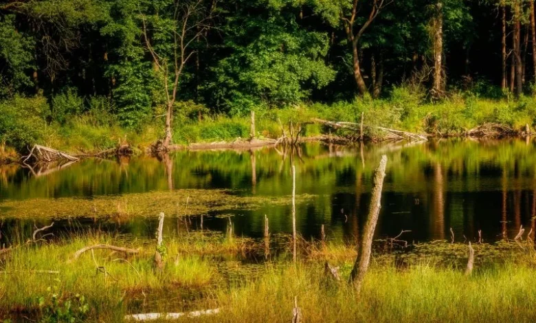 Untitled Design 2026 10 21T163323.874 wetlands loss