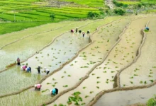 Untitled Design 2026 10 21T163856.791 rice farming methane