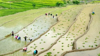 Untitled Design 2026 10 21T163856.791 rice farming methane