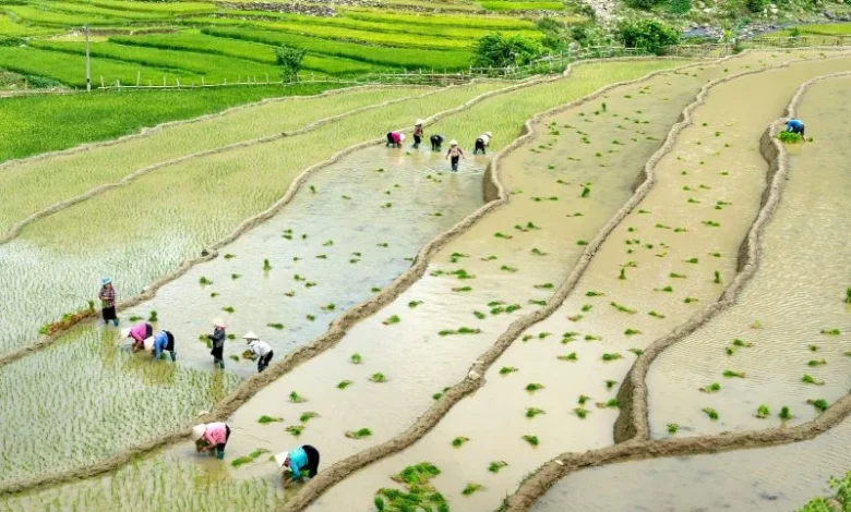 rice farming methane