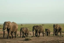Untitled Design 2026 10 22T162723.248 wildlife corridors elephants