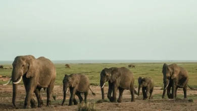 Untitled Design 2026 10 22T162723.248 wildlife corridors elephants