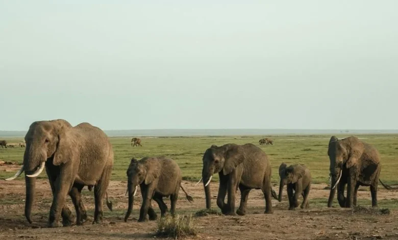 wildlife corridors elephants