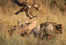 Untitled Design 2026 10 22T194804.751 vulture decline India
