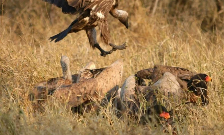 vulture decline India