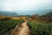 Untitled Design 2026 10 23T172132.138 India Tea Climate Change