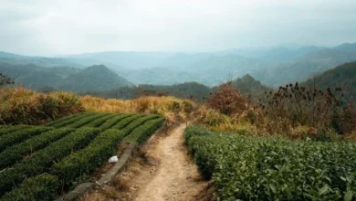 Untitled Design 2026 10 23T172132.138 India Tea Climate Change