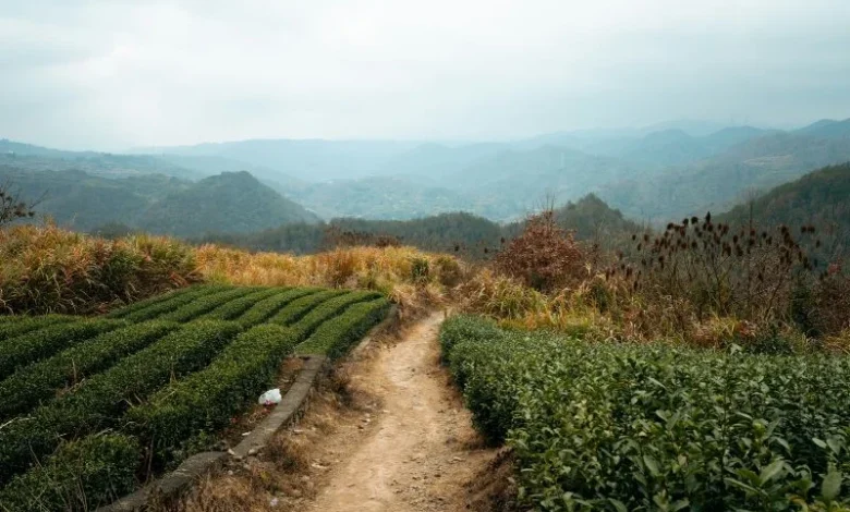 India Tea Climate Change
