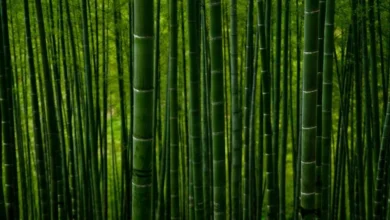 Untitled Design 2026 10 23T172755.544 bamboo plastic alternative