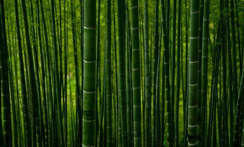 bamboo plastic alternative