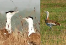 Untitled Design 2026 10 24T163659.211 Great Indian Bustard