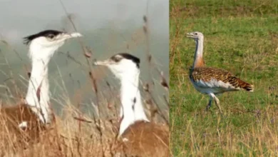 Untitled Design 2026 10 24T163659.211 Great Indian Bustard