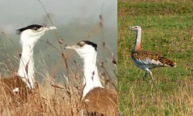 Great Indian Bustard