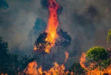 Untitled Design 2026 10 24T164810.722 forest fires India