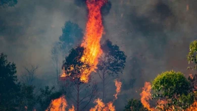 Untitled Design 2026 10 24T164810.722 forest fires India