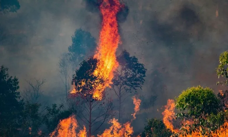 forest fires India