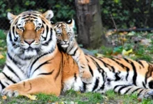 Untitled Design 2026 10 26T161918.675 tiger recovery India