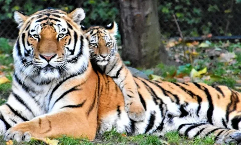 tiger recovery India