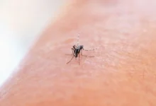 Untitled Design 2026 10 26T185333.256 dengue climate change India