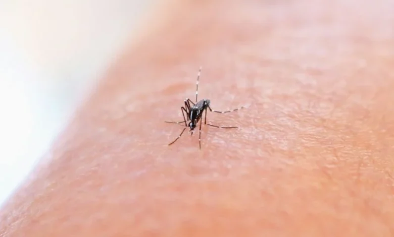 dengue climate change India