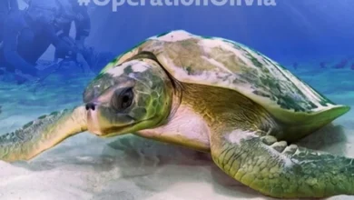 Untitled Design 2026 10 26T192525.663 Olive Ridley turtles Odisha