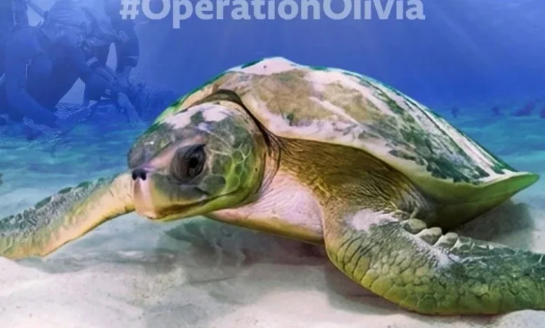 Olive Ridley turtles Odisha