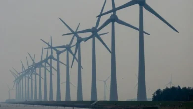 Untitled Design 2026 10 27T181851.151 Australia offshore wind marine wildlife