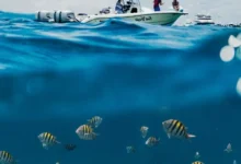 Untitled Design 2026 10 28T144239.738 bottom trawling carbon
