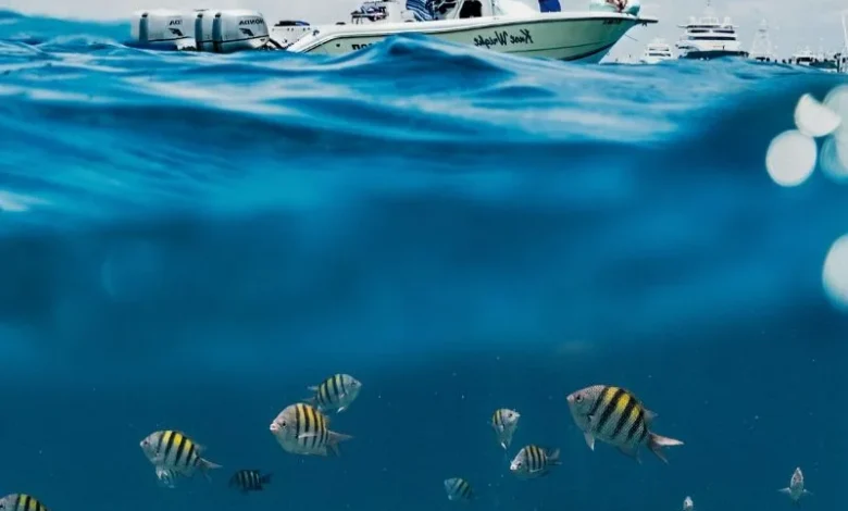 Untitled Design 2026 10 28T144239.738 bottom trawling carbon