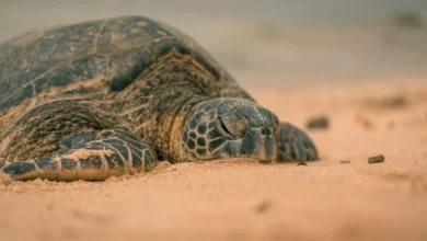 Untitled design 2026 10 01T171742.164 tropical sea turtles nesting in California