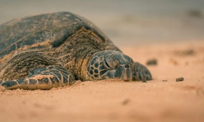 Untitled design 2026 10 01T171742.164 tropical sea turtles nesting in California