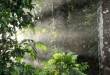 Untitled design 2026 10 01T173757.934 Daintree rainforest corridor