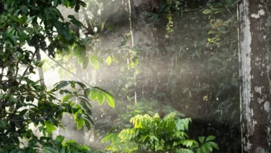 Untitled design 2026 10 01T173757.934 Daintree rainforest corridor