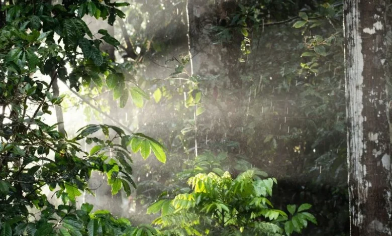 Daintree rainforest corridor