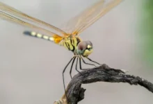 Untitled design 2026 10 01T174455.210 insects role in ecosystems