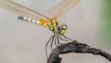 Untitled design 2026 10 01T174455.210 insects role in ecosystems