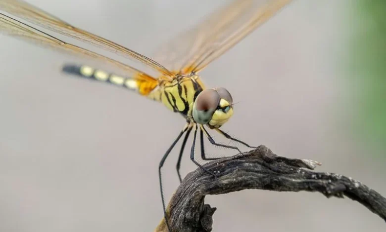 insects role in ecosystems