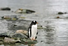 Untitled design 2026 10 01T175926.952 new penguin species