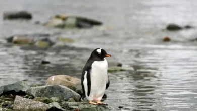 Untitled design 2026 10 01T175926.952 new penguin species