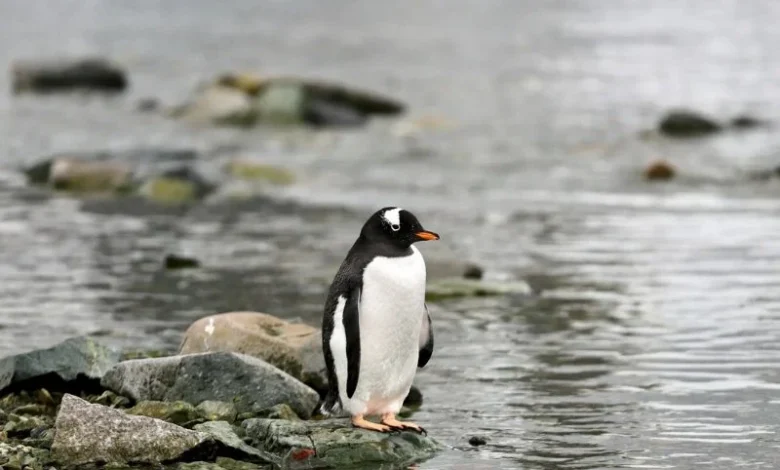 Untitled design 2026 10 01T175926.952 new penguin species