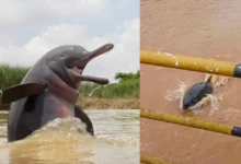 Untitled design 2026 10 01T180808.020 Ganges river dolphin