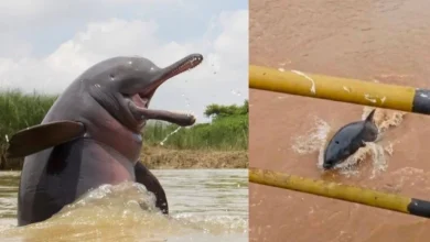 Untitled design 2026 10 01T180808.020 Ganges river dolphin